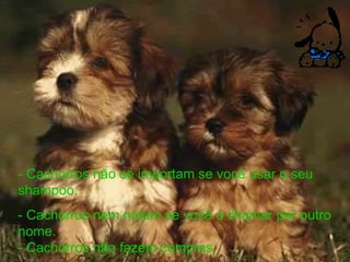 - Cachorros não se importam se você usar o seu shampoo.   - Cachorros nem notam se você o chamar por outro nome.   - Cachorros não fazem compras.   