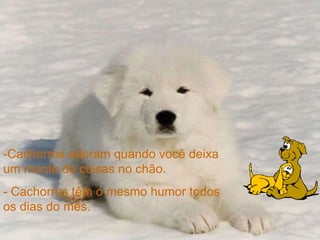 -Cachorros adoram quando você deixa um monte de coisas no chão.   - Cachorros têm o mesmo humor todos os dias do mês.   