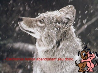 - Cachorros nunca abandonam seu dono.   
