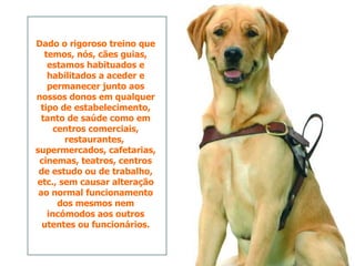 Dado o rigoroso treino que temos, nós, cães guias, estamos habituados e habilitados a aceder e permanecer junto aos nossos donos em qualquer tipo de estabelecimento, tanto de saúde como em centros comerciais, restaurantes,  supermercados, cafetarias, cinemas, teatros, centros de estudo ou de trabalho, etc., sem causar alteração ao normal funcionamento dos mesmos nem incómodos aos outros utentes ou funcionários. 
