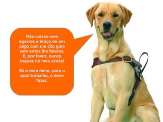 Cão guia