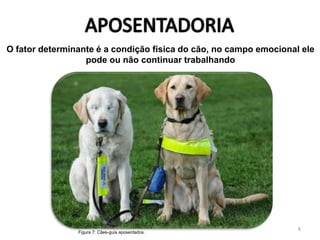 O fator determinante é a condição física do cão, no campo emocional ele
pode ou não continuar trabalhando
Figura 7: Cães-guia aposentados.
8
 