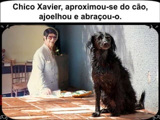 Chico Xavier, aproximou-se do cão, ajoelhou e abraçou-o.