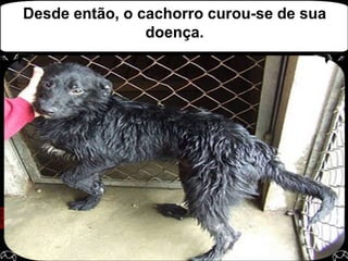 Desde então, o cachorro curou-se de sua doença.