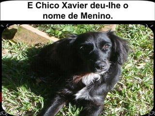 E Chico Xavier deu-lhe o nome de Menino.