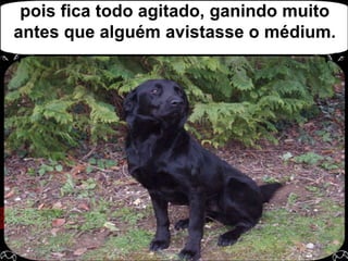 pois fica todo agitado, ganindo muito antes que alguém avistasse o médium.