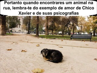 Portanto quando encontrares um animal na rua, lembra-te do exemplo de amor de Chico Xavier e de suas psicografias