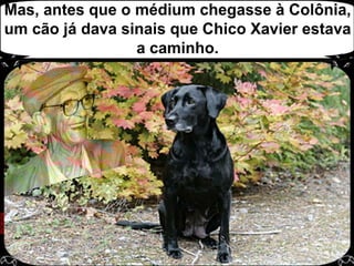 Mas, antes que o médium chegasse à Colônia, um cão já dava sinais que Chico Xavier estava a caminho.