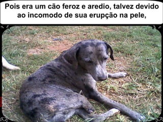 Pois era um cão feroz e aredio, talvez devido ao incomodo de sua erupção na pele, 