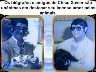 Os biógrafos e amigos de Chico Xavier são unânimes em destacar seu imenso amor pelos animais.  