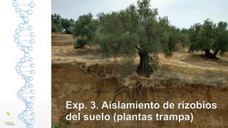 Exp. 3. Aislamiento de rizobios
del suelo (plantas trampa)
 