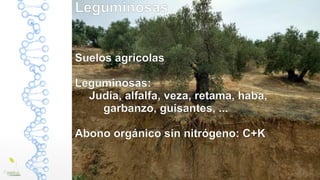 Leguminosas
Suelos agrícolas
Leguminosas:
Judía, alfalfa, veza, retama, haba,
garbanzo, guisantes, ...
Abono orgánico sin nitrógeno: C+K
 