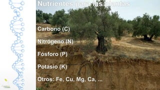 Nutrientes para las plantas
Carbono (C)
Nitrógeno (N)
Fósforo (P)
Potasio (K)
Otros: Fe, Cu, Mg, Ca, ...
 