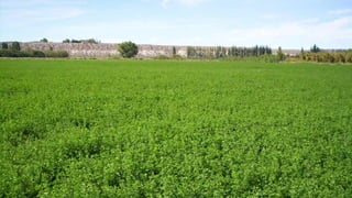 Nutrientes para las plantas
Carbono (C)
 