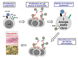Prolifération
polyclonale

Prolifération de LyB
clonaux et autoréactifs

Maintien de la tolérance
périphérique

TLR

Anergie
EGR2
Cbl-b

Vascularite
Stimulation par la voie
des TLR des
LyB anergiques

2

 
