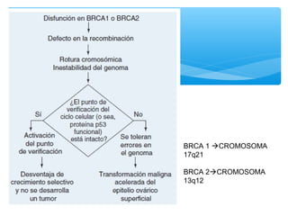 BRCA 1 CROMOSOMA
17q21
BRCA 2CROMOSOMA
13q12
 