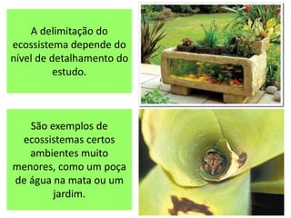 A delimitação do
ecossistema depende do
nível de detalhamento do
estudo.
São exemplos de
ecossistemas certos
ambientes muito
menores, como um poça
de água na mata ou um
jardim.
 