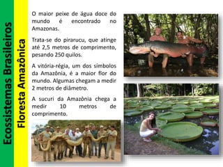 EcossistemasBrasileiros
FlorestaAmazônica
O maior peixe de água doce do
mundo é encontrado no
Amazonas.
Trata-se do pirarucu, que atinge
até 2,5 metros de comprimento,
pesando 250 quilos.
A vitória-régia, um dos símbolos
da Amazônia, é a maior flor do
mundo. Algumas chegam a medir
2 metros de diâmetro.
A sucuri da Amazônia chega a
medir 10 metros de
comprimento.
 