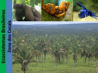 EcossistemasBrasileiros
ZonadosCocais
 