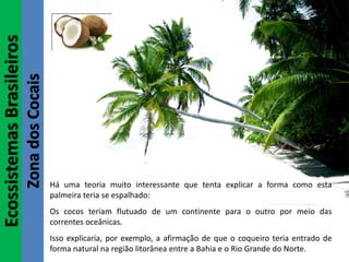 EcossistemasBrasileiros
ZonadosCocais
Há uma teoria muito interessante que tenta explicar a forma como esta
palmeira teria se espalhado:
Os cocos teriam flutuado de um continente para o outro por meio das
correntes oceânicas.
Isso explicaria, por exemplo, a afirmação de que o coqueiro teria entrado de
forma natural na região litorânea entre a Bahia e o Rio Grande do Norte.
 