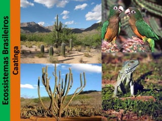 EcossistemasBrasileiros
Caatinga
 