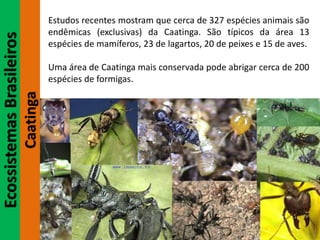 EcossistemasBrasileiros
Caatinga
Estudos recentes mostram que cerca de 327 espécies animais são
endêmicas (exclusivas) da Caatinga. São típicos da área 13
espécies de mamíferos, 23 de lagartos, 20 de peixes e 15 de aves.
Uma área de Caatinga mais conservada pode abrigar cerca de 200
espécies de formigas.
 