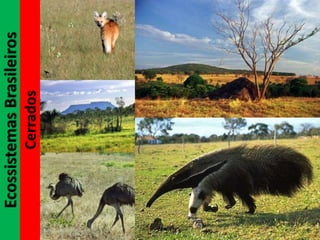 EcossistemasBrasileiros
Cerrados
 