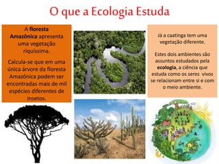 Já a caatinga tem uma
vegetação diferente.
Estes dois ambientes são
assuntos estudados pela
ecologia, a ciência que
estuda como os seres vivos
se relacionam entre si e com
o meio ambiente.
A floresta
Amazônica apresenta
uma vegetação
riquíssima.
Calcula-se que em uma
única árvore da floresta
Amazônica podem ser
encontradas mais de mil
espécies diferentes de
insetos.
O que aEcologia Estuda
 