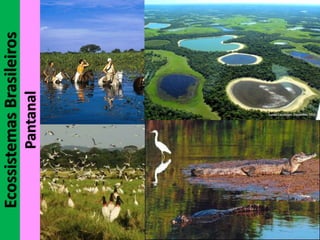 EcossistemasBrasileiros
Pantanal
 