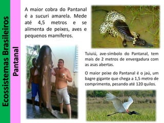 EcossistemasBrasileiros
Pantanal
A maior cobra do Pantanal
é a sucuri amarela. Mede
até 4,5 metros e se
alimenta de peixes, aves e
pequenos mamíferos.
Tuiuiú, ave-símbolo do Pantanal, tem
mais de 2 metros de envergadura com
as asas abertas.
O maior peixe do Pantanal é o jaú, um
bagre gigante que chega a 1,5 metro de
comprimento, pesando até 120 quilos.
 