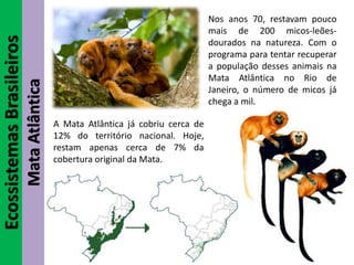 EcossistemasBrasileiros
MataAtlântica
A Mata Atlântica já cobriu cerca de
12% do território nacional. Hoje,
restam apenas cerca de 7% da
cobertura original da Mata.
Nos anos 70, restavam pouco
mais de 200 micos-leões-
dourados na natureza. Com o
programa para tentar recuperar
a população desses animais na
Mata Atlântica no Rio de
Janeiro, o número de micos já
chega a mil.
 