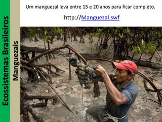 EcossistemasBrasileiros
Manguezais
Um manguezal leva entre 15 e 20 anos para ficar completo.
http://Manguezal.swf
 