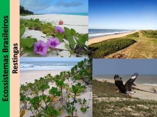 EcossistemasBrasileiros
Restingas
 