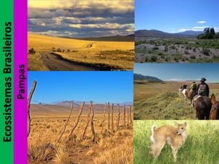 EcossistemasBrasileiros
Pampas
 