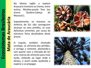 EcossistemasBrasileiros
MatadeAraucária
No idioma inglês a espécie
Araucaria tiraniana se chama, entre
outros, Monkey-puzzle Tree (ou
árvore 'Quebra-Cabeça de
Macacos').
Supostamente, os macacos na
América do Sul não conseguiam
alcançar os seus pinhões, as suas
deliciosas sementes, por causa da
estrutura física desafiadora desta
árvore.
O esquilo, também chamado
serelepe, se alimenta dos pinhões,
e carrega a semente, plantando-a
sem querer com a intenção de ter
uma reserva de alimento para mais
tarde, voltando ao lugar onde a
deixou, e assim acaba ajudando a
espécie a se propagar.
 