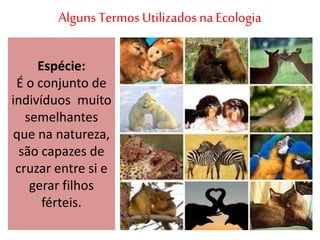 Alguns Termos Utilizados na Ecologia
Espécie:
É o conjunto de
indivíduos muito
semelhantes
que na natureza,
são capazes de
cruzar entre si e
gerar filhos
férteis.
 