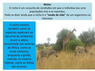 Nicho:
O nicho é um conjunto de condições em que o indivíduo (ou uma
população) vive e se reproduz.
Pode se dizer ainda que o nicho é o "modo de vida" de um organismo na
natureza.
O nicho mostra
também como as
espécies exploram os
recursos do ambiente.
Assim a zebra,
encontrada nas savanas
da África, come as
ervas rasteiras,
enquanto a girafa,
vivendo no mesmo
hábitat, come as folhas
das árvores.
 