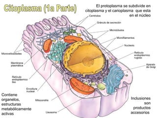 El protoplasma se subdivide en
citoplasma y el carioplasma que esta
en el núcleo
Contiene
organelos,
estructuras
metabólicamente
activas
Inclusiones
son
productos
accesorios
 