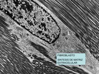 FIBROBLASTO
SINTESIS DE MATRIZ
EXTRACELULAR
 