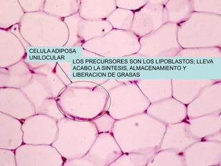 CELULA ADIPOSA
UNILOCULAR
             LOS PRECURSORES SON LOS LIPOBLASTOS; LLEVA
             ACABO LA SINTESIS, ALMACENAMIENTO Y
             LIBERACION DE GRASAS
 