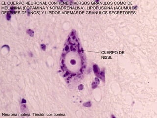 EL CUERPO NEURONAL CONTIENE DIVERSOS GRANULOS COMO DE
MELANINA (DOPAMINA Y NORADRENALINA), LIPOFUSCINA (ACUMULOS
DESPUES DE AÑOS) Y LIPIDOS ADEMAS DE GRANULOS SECRETORES




                                          CUERPO DE
                                          NISSL




Neurona motora. Tinción con tionina.
 