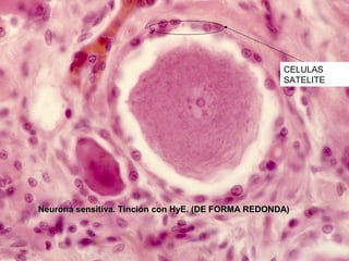 CELULAS
                                                    SATELITE




Neurona sensitiva. Tinción con HyE. (DE FORMA REDONDA)
 