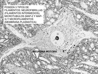 POSEEN 3 TIPOS DE
FILAMENTOS: NEUROFIBRILLAS
(FILAMENTOS INTERMEDIOS),
MICROTUBULOS (MAP-2 Y MAP-
3) Y MICROFILAMENTOS
(MEMBRANA PLASMATICA)




                   NEURONA MOTORA
 