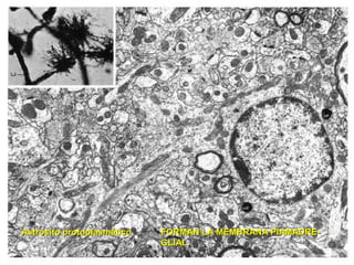 Astrosito protoplasmático   FORMAN LA MEMBRANA PIAMADRE-
                            GLIAL
 