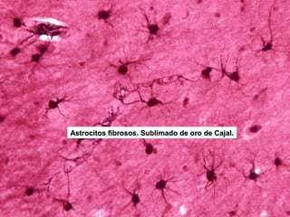Astrocitos fibrosos. Sublimado de oro de Cajal.
 