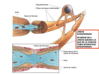 LINEAS
INTRAPERIODO
EN MEDIO DE 2
LINEAS QUEADA LO
QUE SE LE CONOCE
COMO INTERSTICIO
INTRAPERIODO
 