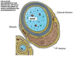 CELULAS DE
RECUBRIMIENTO CON
MIELINA DEL SNP SOLO
PUEDEN RECUBRIR UN
AXON A DIFERENCIA DEL
OLIGODENDROCITO




                        AXON




                               PROPIA
 