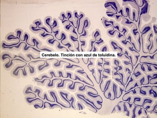 Cerebelo. Tinción con azul de toluidina.
 