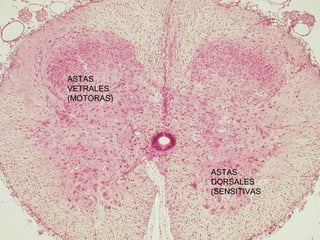 ASTAS
VETRALES
(MOTORAS)




            ASTAS
            DORSALES
            (SENSITIVAS
 