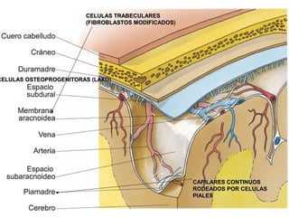CELULAS TRABECULARES
                        (FIBROBLASTOS MODIFICADOS)




CELULAS OSTEOPROGENITORAS (LAXO)




                                                     CAPILARES CONTINUOS
                                                     RODEADOS POR CELULAS
                                                     PIALES
 